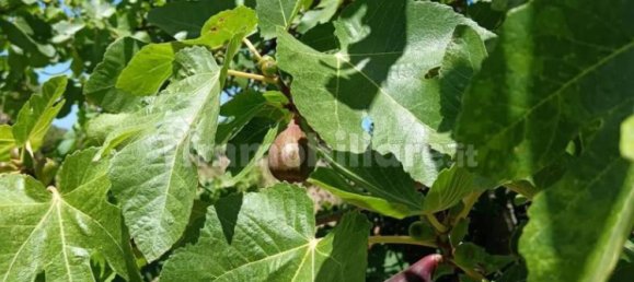 Terreno em Sardinia, Italy 1409 m² N.º 338303 5