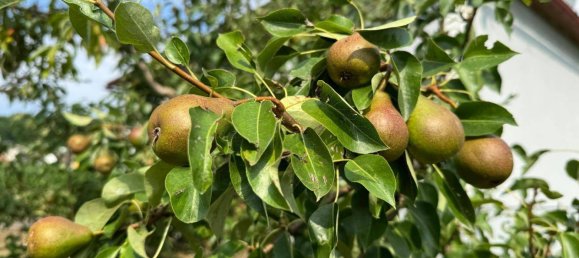 4 rooms Bungalow in Fehring, Austria No. 152312 12