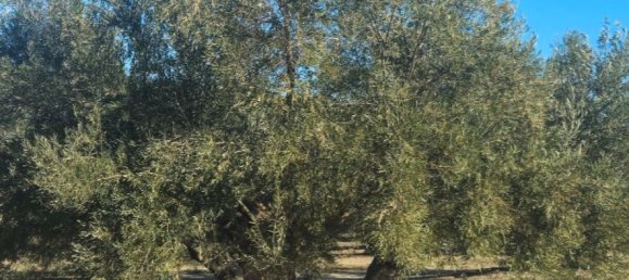  قطعة أرض في Andalusia, Spain 300000متر مربع رقم 183169 9