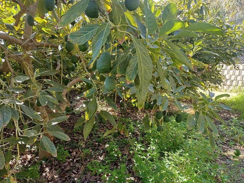 1300m² Land in Iznate, Spain No. 227349