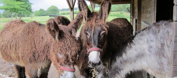 5 Schlafzimmer Haus in Sevremont, France, Nr. 16976 4