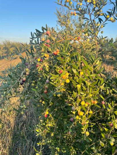 20000m² Land in Villafranca de Cordoba, Spain No. 197446