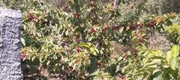 1800m² Land in Mascali, Italy No. 281282 4