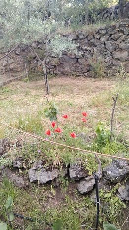 1800m² Land in Mascali, Italy No. 281282