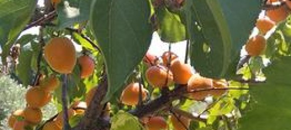 1800m² Land in Mascali, Italy No. 281282 5