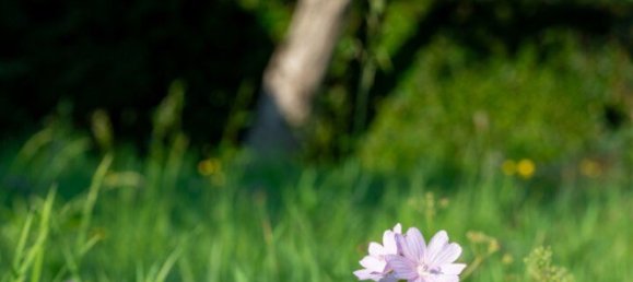  Land in Velden am Worther See, Austria No. 226422 5