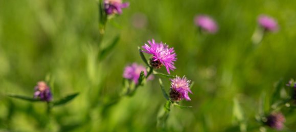  Land in Velden am Worther See, Austria No. 226422 3