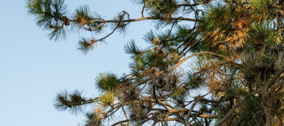  Land in Velden am Worther See, Austria No. 226422 2