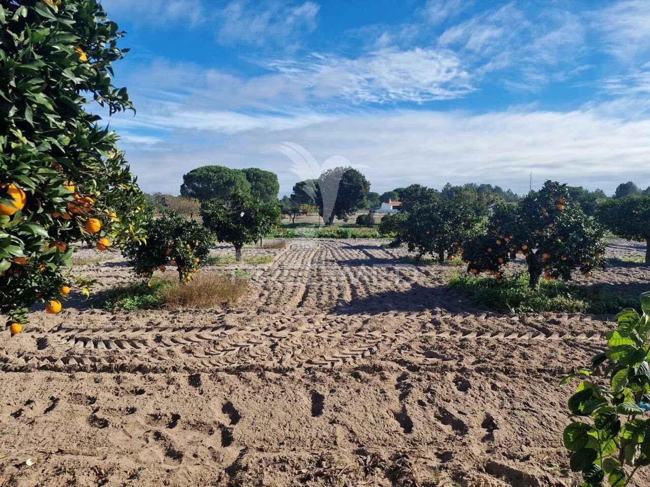 7 bedrooms Castles in Grandola, Portugal No. 88456