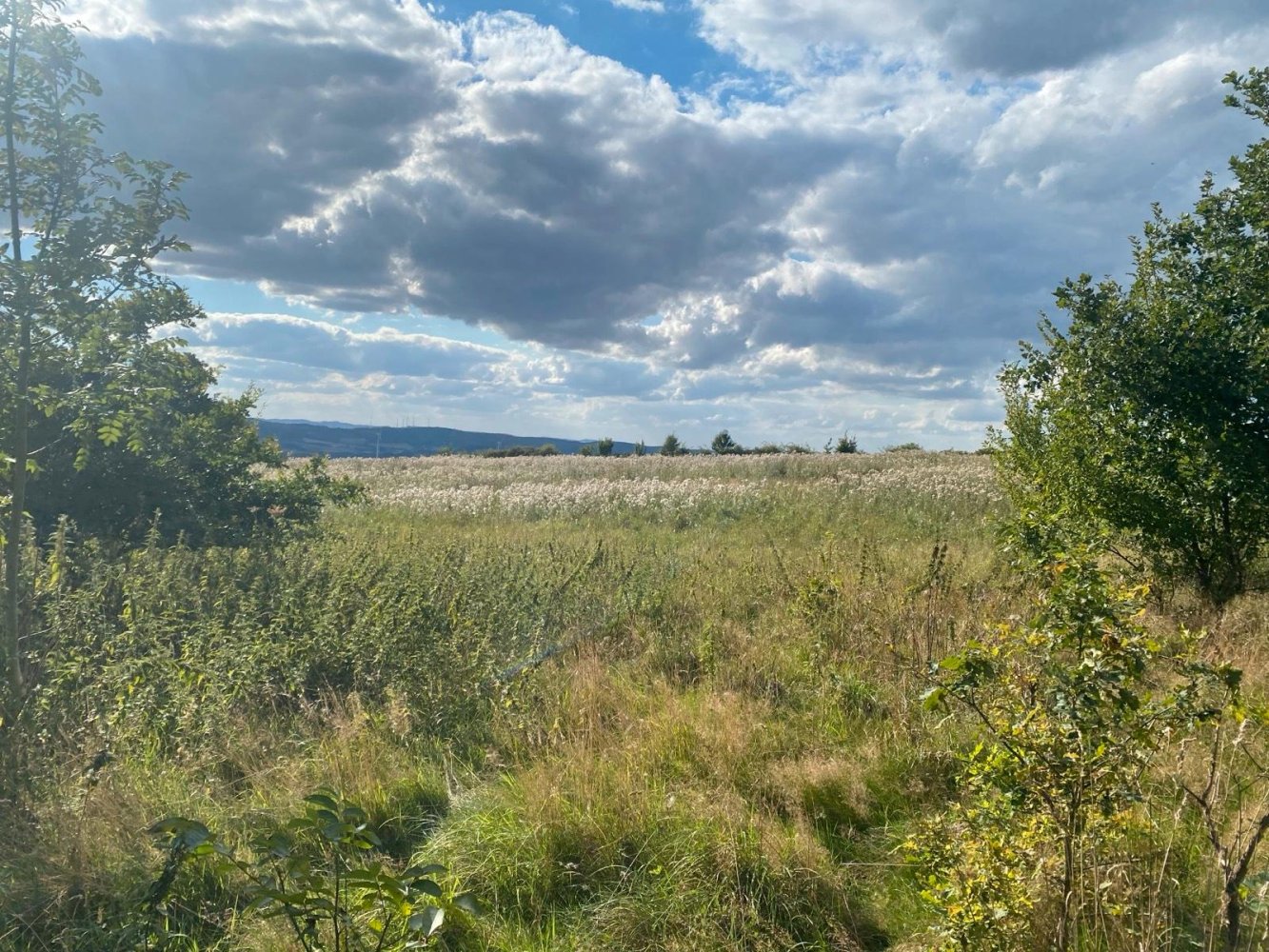  Land in Schaumburg, Germany No. 310123