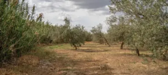 Terrain à Las Gabias, Spain No. 175252 44
