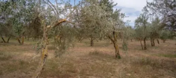 Terrain à Las Gabias, Spain No. 175252 14