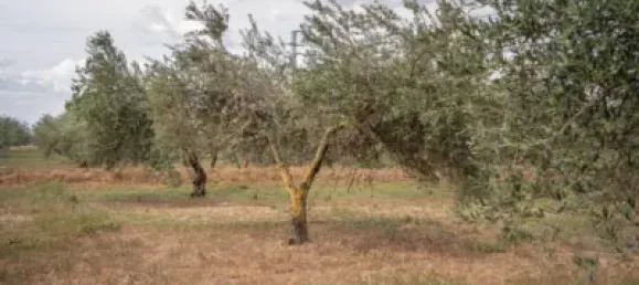 Terrain à Las Gabias, Spain No. 175252 31