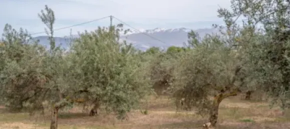 Terrain à Las Gabias, Spain No. 175252 7