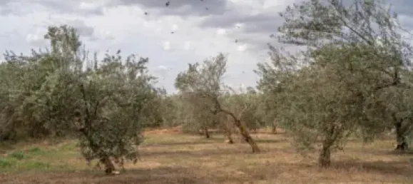 Terrain à Las Gabias, Spain No. 175252 50