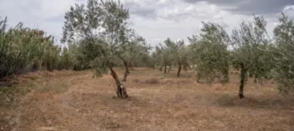 Terrain à Las Gabias, Spain No. 175252 10