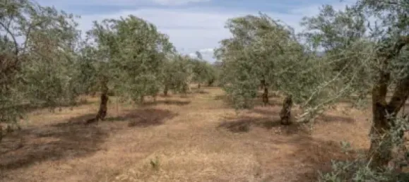 Terrain à Las Gabias, Spain No. 175252 49