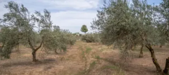 Terrain à Las Gabias, Spain No. 175252 2