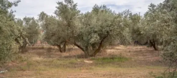 Terrain à Las Gabias, Spain No. 175252 26
