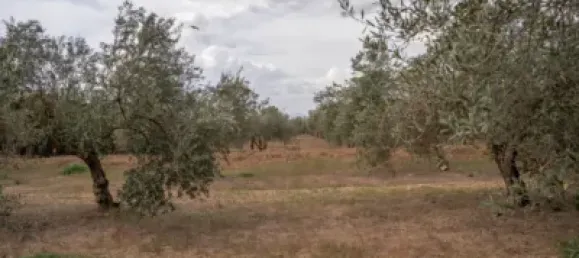 Terrain à Las Gabias, Spain No. 175252 24