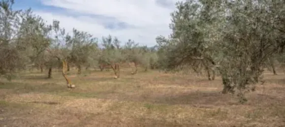 Terrain à Las Gabias, Spain No. 175252 17
