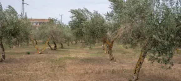 Terrain à Las Gabias, Spain No. 175252 12