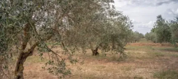 Terrain à Las Gabias, Spain No. 175252 23