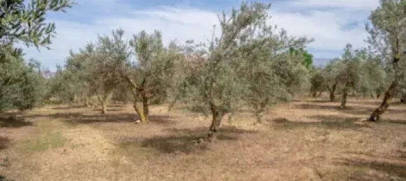 Terrain à Las Gabias, Spain No. 175252 40