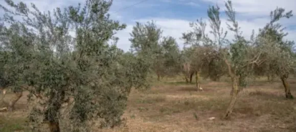 Terrain à Las Gabias, Spain No. 175252 16