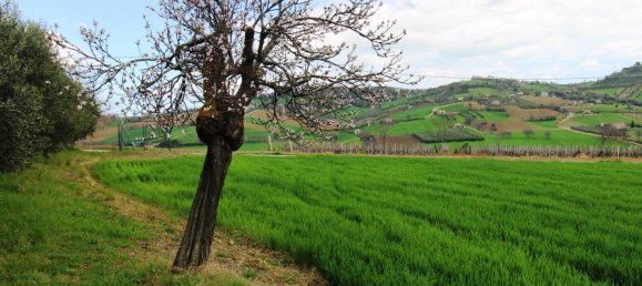 4 bedrooms House in Morrovalle, Italy No. 351496 13