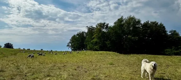 8 rooms House in Markisch-Oderland, Germany No. 323575 44