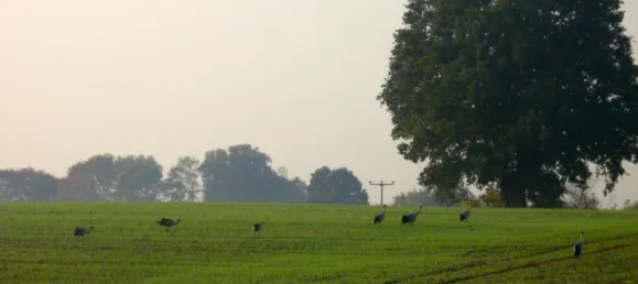 8 rooms House in Markisch-Oderland, Germany No. 323575 43