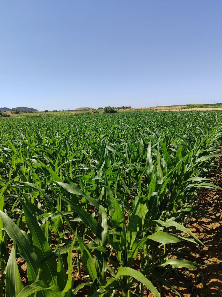  Land in Huesca, Spain No. 274582