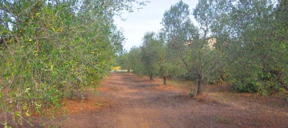 10840m² Land in Suvereto, Italy No. 89387 4