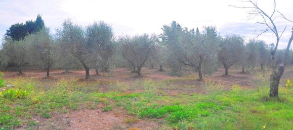 10840m² Land in Suvereto, Italy No. 89387 3