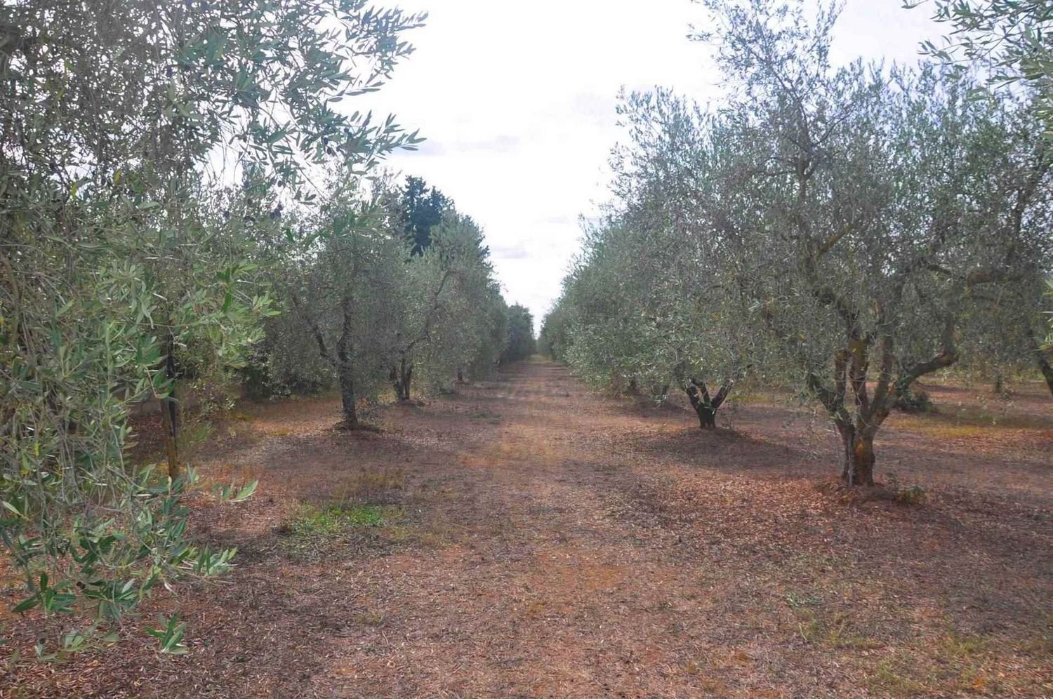 10840m² Land in Suvereto, Italy No. 89387