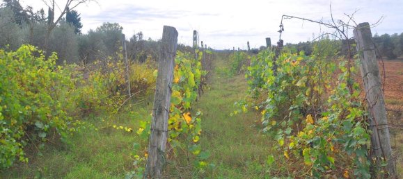 10840m² Land in Suvereto, Italy No. 89387 5