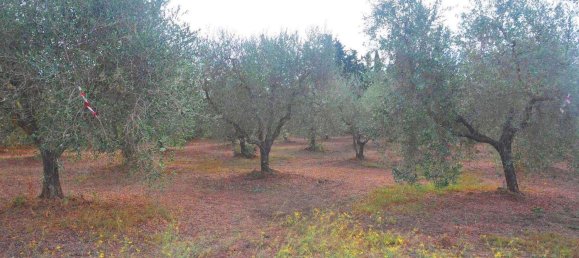 10840m² Land in Suvereto, Italy No. 89387 2