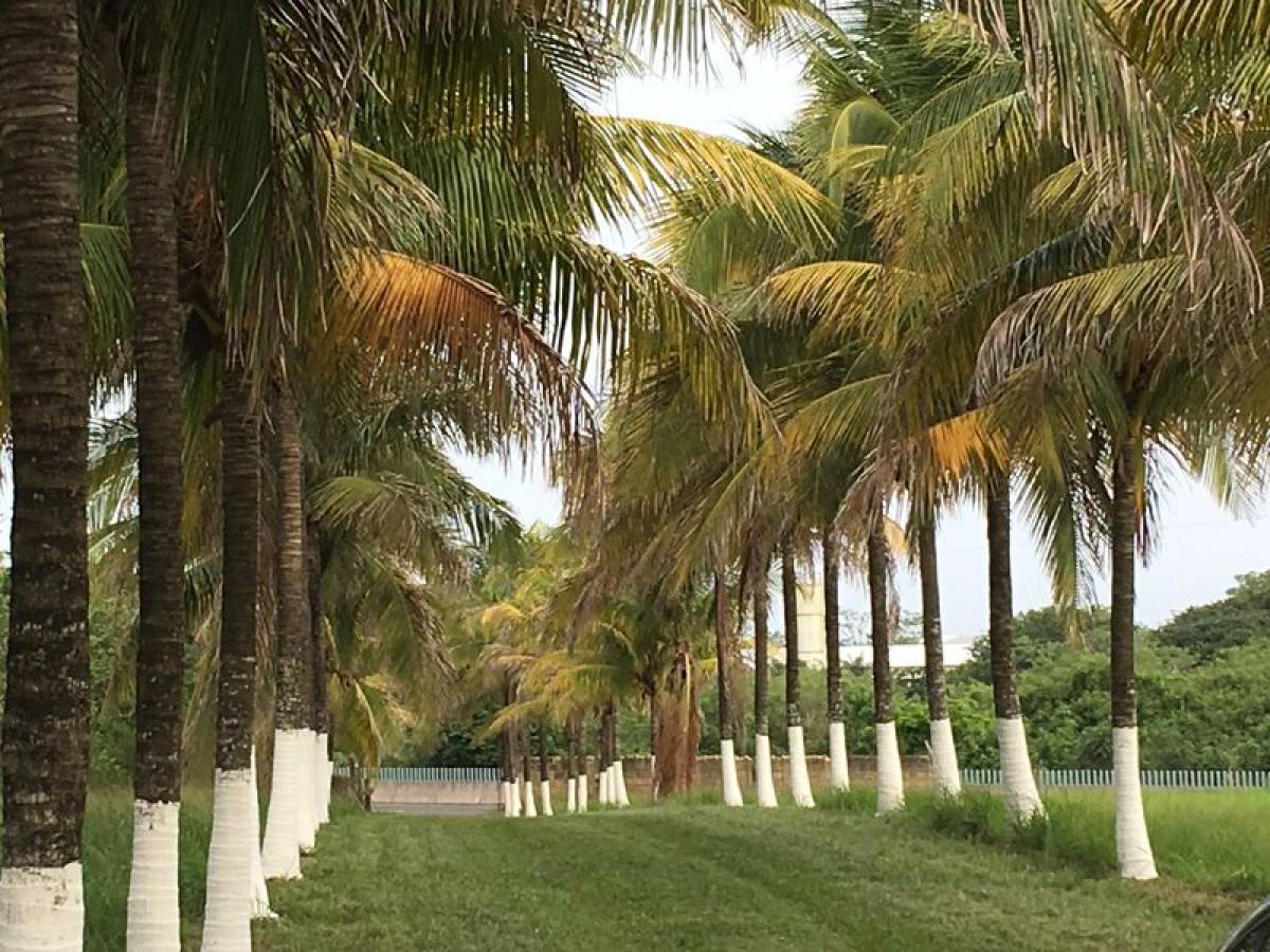  Land in Veracruz, Mexico No. 206033