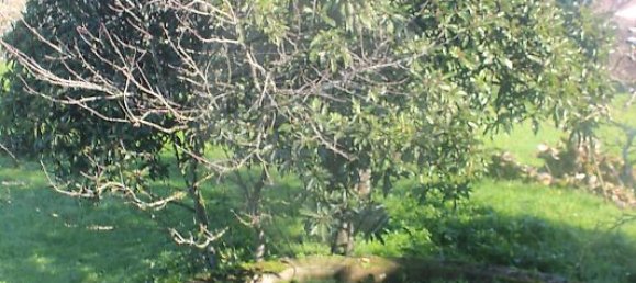 3 Schlafzimmer Haus in Ansiao, Portugal, Nr. 20584 9