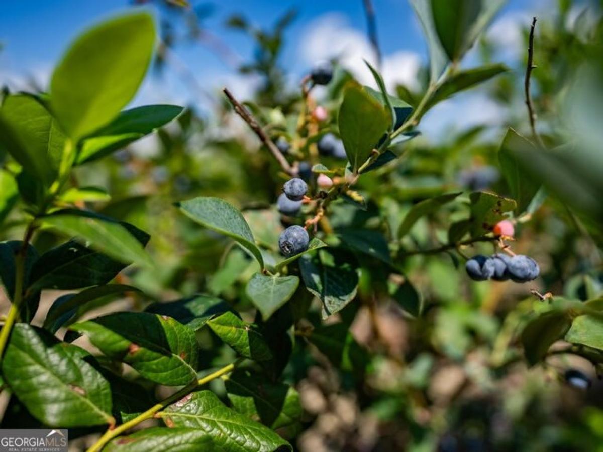  Land in Blackshear, USA No. 541635