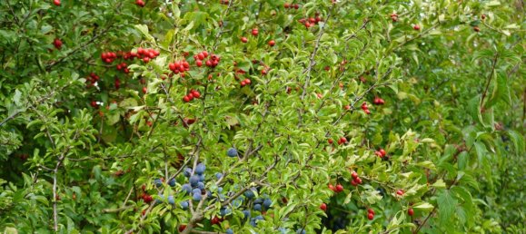 Terrain à Bavaria, Germany No. 291601 6