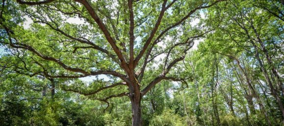 2 bedrooms Apartment in Azille, France No. 1890 21