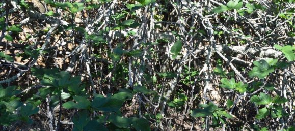 Grundstück in Almodovar, Portugal 846325m², Nr. 332473 10