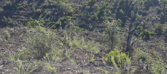 Grundstück in Almodovar, Portugal 846325m², Nr. 332473 28