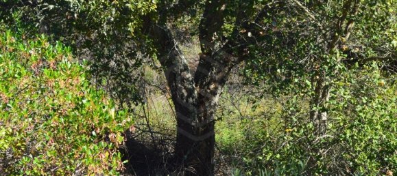 Grundstück in Almodovar, Portugal 846325m², Nr. 332473 40