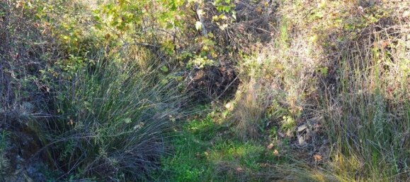 Grundstück in Almodovar, Portugal 846325m², Nr. 332473 33