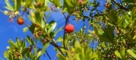 Grundstück in Almodovar, Portugal 846325m², Nr. 332473 9
