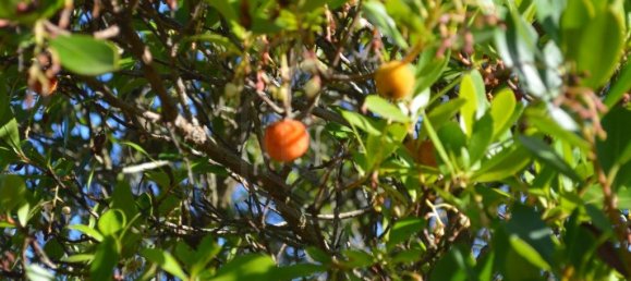 Grundstück in Almodovar, Portugal 846325m², Nr. 332473 39