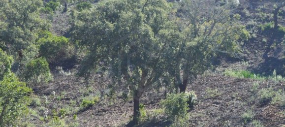 Grundstück in Almodovar, Portugal 846325m², Nr. 332473 25